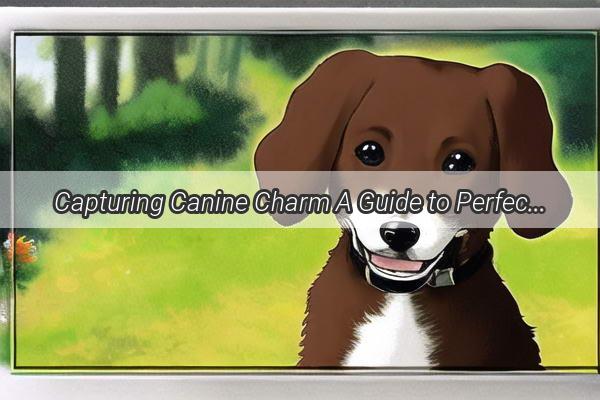 Capturing Canine Charm A Guide to Perfect Nighttime Dog Photos